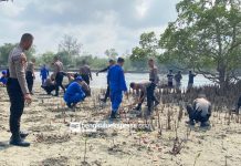 2.000 Pohon Mangrove Ditanam di Pesisir Bengkulu