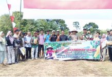 Lanjut Tahap Dua, Bumdes Batu Bandung Kembali Tanam Jagung 10 Kilogram