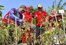 Solusi Ditengah Efisiensi, Kebun Bantu Rakyat Jadi Contoh Pemanfaatan Pekarangan OPD Provinsi Bengkulu